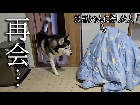 布団をめくると帰省したお兄ちゃんに扮した人がいたらハスキー犬と猫がこうなりました
