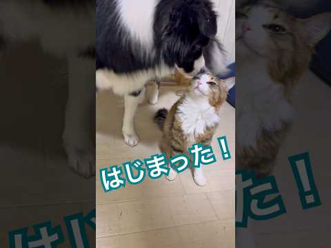 お家の犬さんと猫さん　これが見たかった！はぁ朝からもー #cat #dog #元気になる動画 #元気お届け #猫のいる暮らし #保護猫 #仲良し #大型犬のいる生活 #三毛猫 #ネコ #癒し #日常