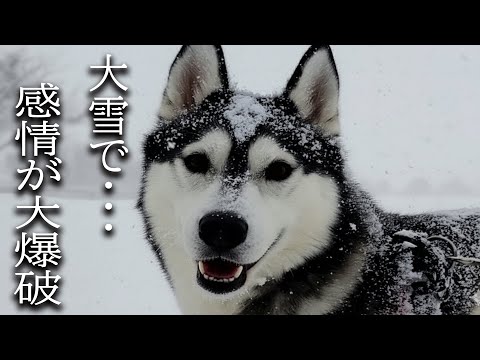 突然の大雪で感情が大爆破するハスキー犬がこちら…