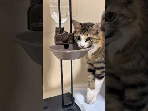 お家の犬さんと猫さん　寝落ちした（自分）けど奥さんが寝てる間に沢山撮ってた #dog #cat #三毛猫 #日常 #保護猫 #元気になる動画