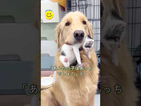 子猫の育児を任せる母猫と、子育てに奮闘するベビーシッターレトリバー