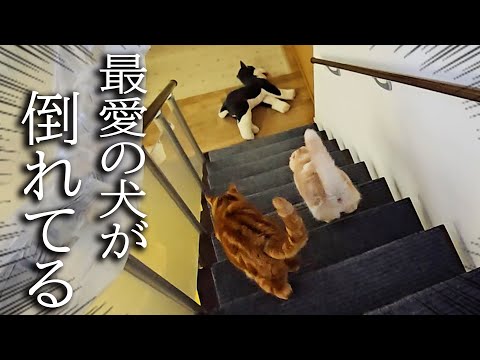 階段下でハスキー犬が倒れているのを発見した猫達の対応に驚きました。