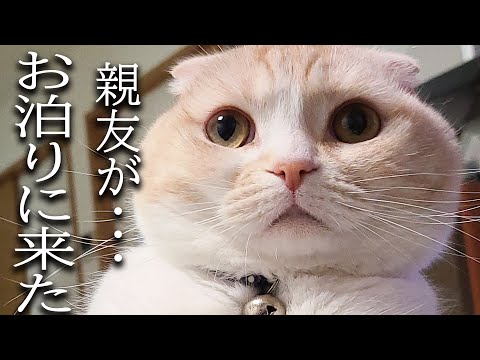 親友がお泊りに来てくれました犬と猫が大喜びでこうなりました…