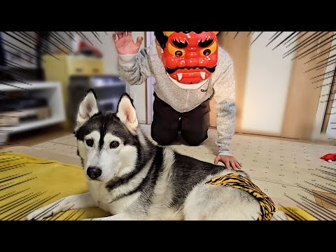 節分で鬼に扮してハスキー犬と猫に近づいた結果…