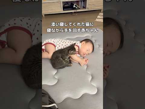 我が子がイケメンすぎる #猫 #赤ちゃん #shorts