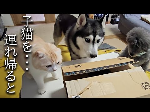 ダンボールから可愛い子猫が出てきたら犬と先住猫がこうなった…