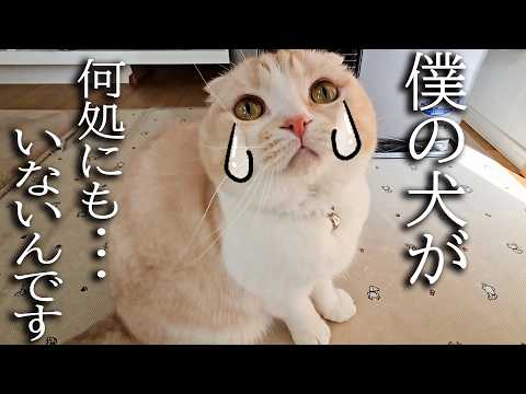 しばらく愛犬とお別れすることになり猫が大号泣…