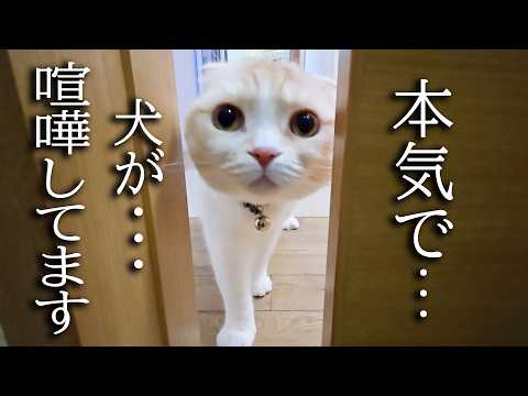 猫について行くと犬が大喧嘩して大変なことに…