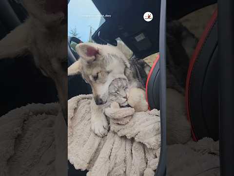 有り余る想い｜PECO #犬と猫 #ウルフドッグ #メインクーン #犬と猫のいる暮らし #dogandcat #wolfdog #mainecoon #dogandcatlife