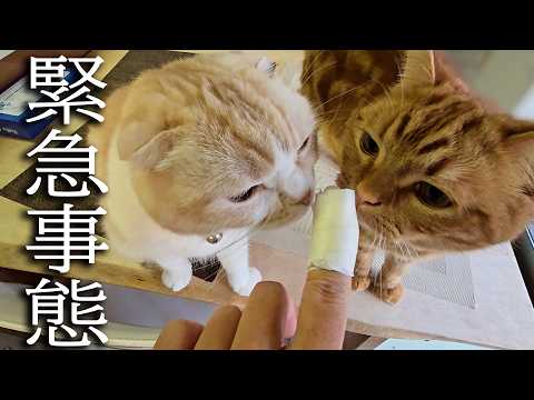 噛まれて怪我した時の猫と犬の対応がこちらです