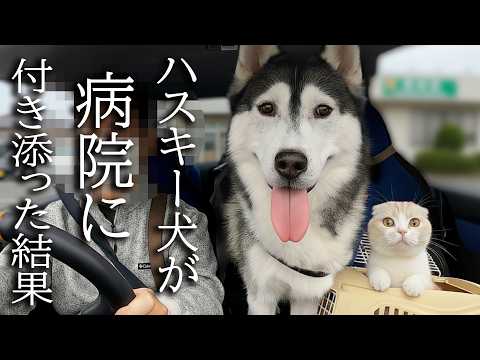 猫の病院に心配でハスキー犬がついて行った結果…