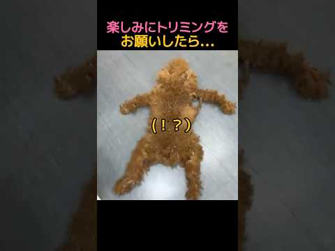 愛犬のトリミング、楽しみにしてたのに…