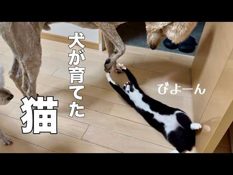 【拾った猫を犬が教育】３ヶ月前に拾った猫をスタンダードプードルが教育したらこうなりました　|捨て猫|売れ残り|スタンダードプードル|poodle