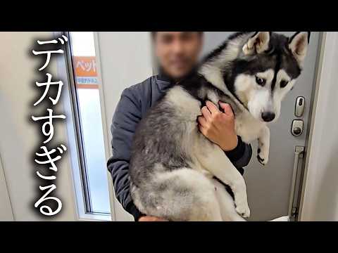 大好きな水道屋さんとのお別れに犬と猫がこうなっちゃいました…