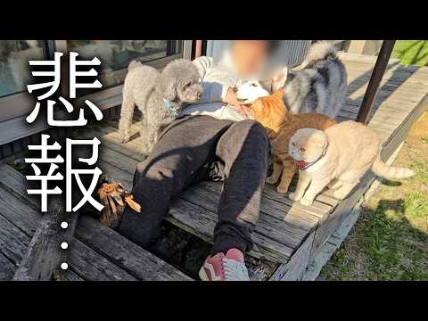 【悲報】大変なことが起こりましたその時犬と猫の対応がこちらです…