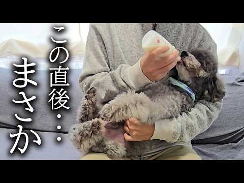 一口もごはんを食べない犬にミルクをあげてみた結果…