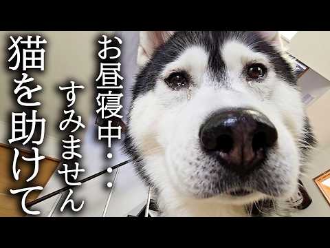 お昼寝していると犬がくんくん鳴くのでついて行くと猫が大変なことに