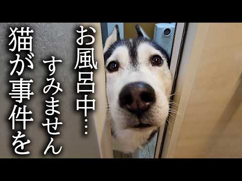 お風呂に入ってると犬がくんくん鳴くのでついて行くと猫がありえないことに