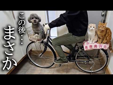 生まれて初めて犬と猫がサイクリングした結果こうなった…