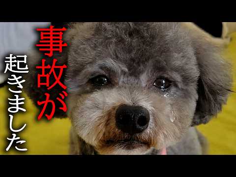 運転中に犬と猫が事故に..