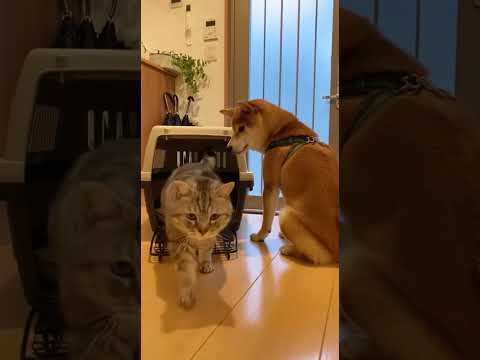 犬キャリーに猫入居→交代した瞬間の犬の顔が勝者🐶🐱 #cat #dog #home #animals #japan @chiero_piero