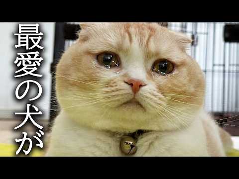 犬を預けることになり寂しくて猫が大泣きしてこうなりました…
