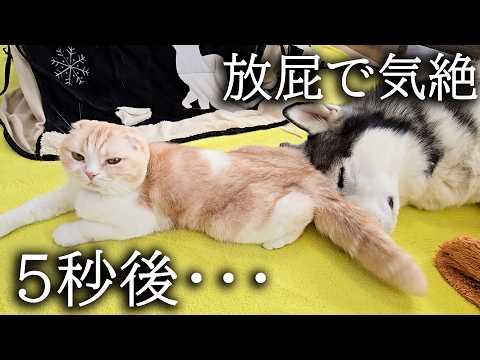 焼き芋を食べた猫が放屁して犬が気絶する瞬間がこちら…