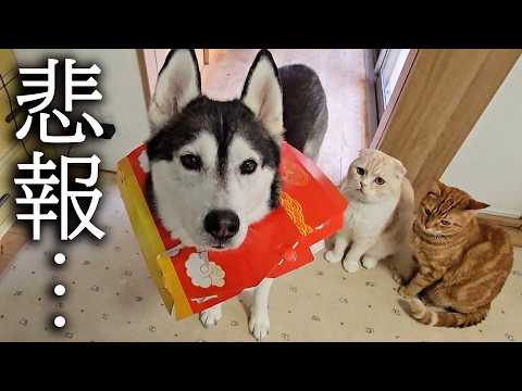 一緒に遊んでうっかり猫のおもちゃを壊してしまった犬がこちら…