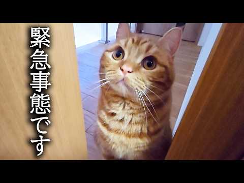 猫がニャーニャー何か訴えてくるのでついていったらまさかの展開に…