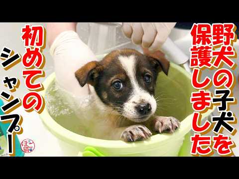 【保護犬　子犬　お名前募集】野犬の子犬を保護しました