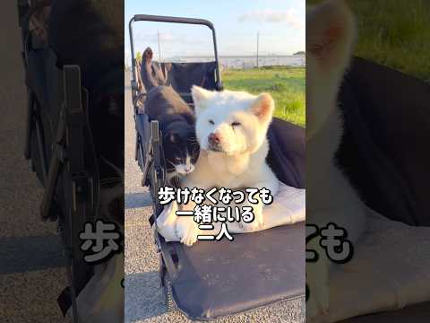 秋田犬と猫の変わらない関係