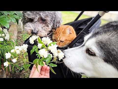 連休最終日に犬と猫を連れてお花畑に行くことに…