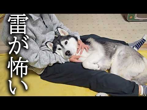 突然の落雷にプルプル震え飼い主の股の中に納まるハスキー犬がこちら