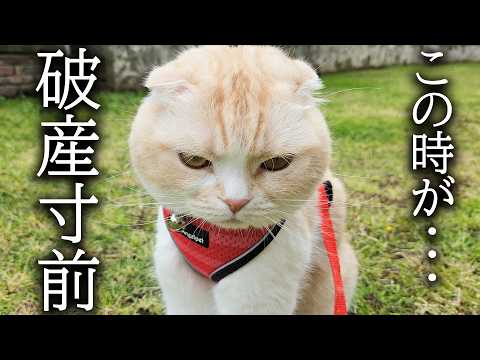 猫と犬にとって大切なものが壊れ破産寸前です…