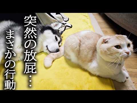 猫が放屁した瞬間びっくりした犬が地震だと思いパニックに…