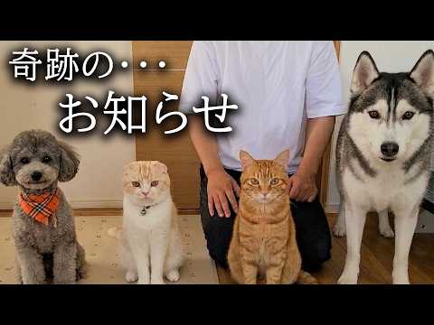 犬と猫が徹夜で飼い主を看病したら奇跡が起きました…