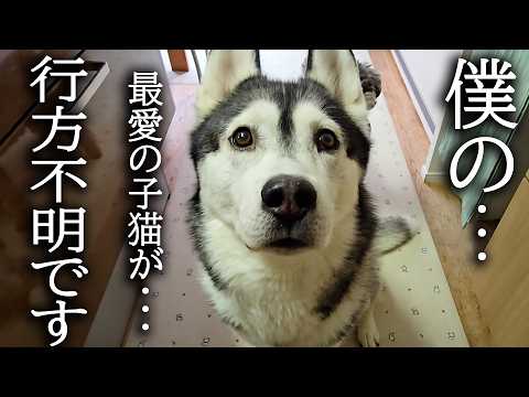 最愛の子猫が行方不明で必死に探すハスキー犬がこちらです