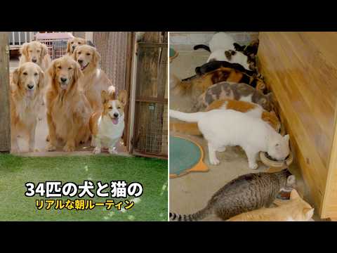 犬と猫34匹との朝がカオス！標高1500mの田舎で多頭飼いするリアルな日常