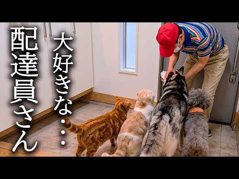 配達員さんが犬猫好きだとわかると上手に甘える犬と猫がかわいい…
