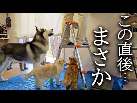 電気屋さんがエアコンの工事に来たら犬と猫がこうなっちゃいました…