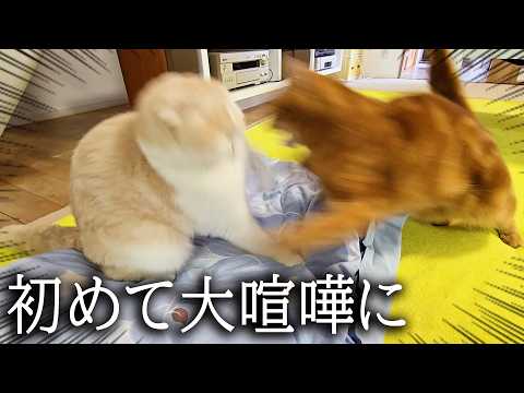 ふかふかのタオルケットが原因で猫が初めて大喧嘩に…