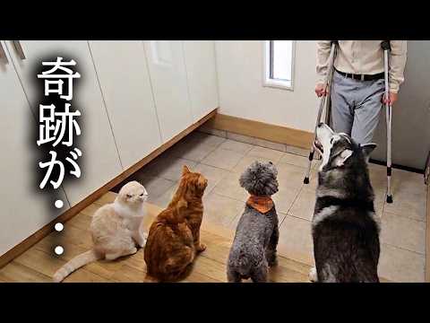 飼い主が手術を終え病院から帰宅すると奇跡が…