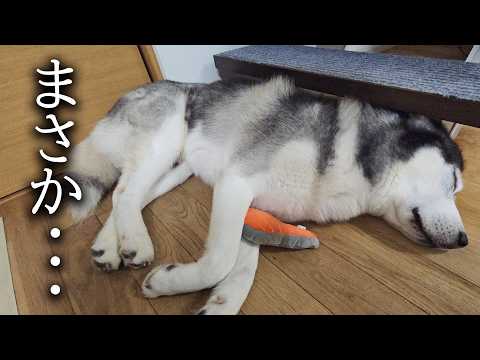 犬に異変が…