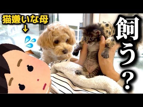 保護した子猫を全員犬派の実家に預けたら予想外の展開になりました【ご報告あり】