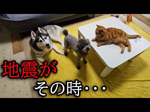 突然の地震警報で急いで猫と犬を連れて避難しました…
