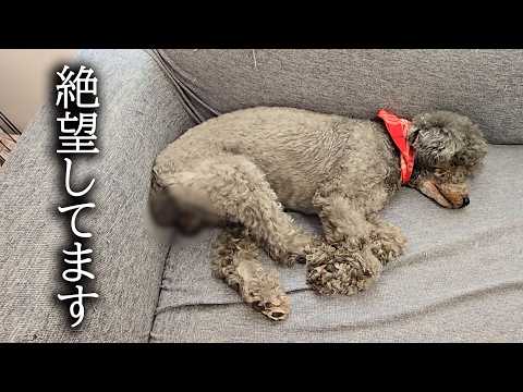 病院から戻った犬が絶望して様子がおかしいです…