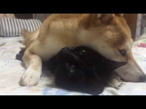 猫が好きすぎて離したくない柴犬 dog and cat are best friend
