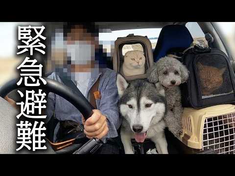 河川氾濫で犬と猫を連れて緊急避難することに…