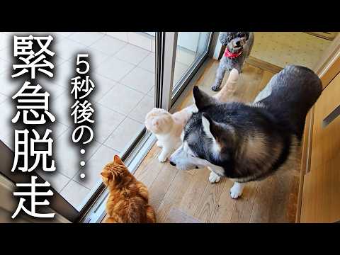 頭突きで窓をぶち破って犬と猫が脱走しちゃいました…