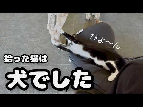 【捨て猫を犬が教育】拾った猫を犬が教育した結果がこちら・・・